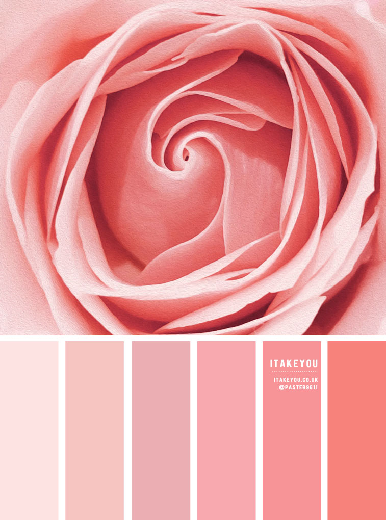 rose color wheel