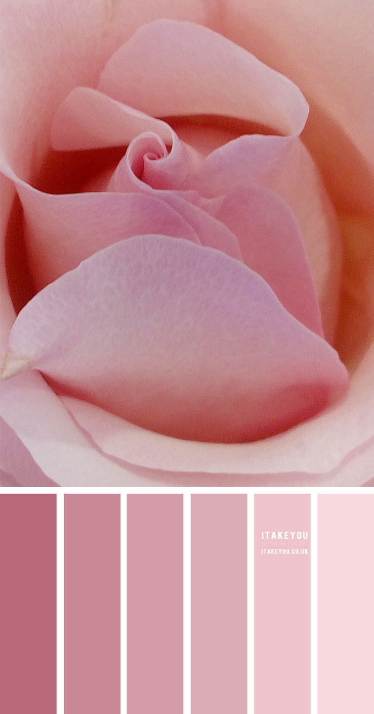 rose pink color