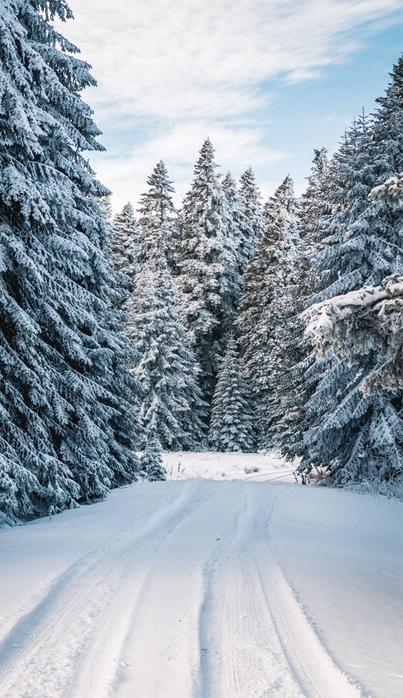 Winter landscape snow tree HD phone wallpaper  Peakpx