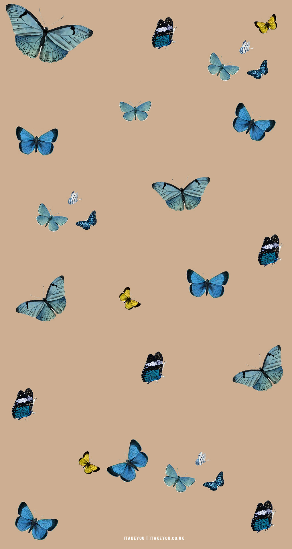 Brown Insect Butterfly Live Wallpaper  free download