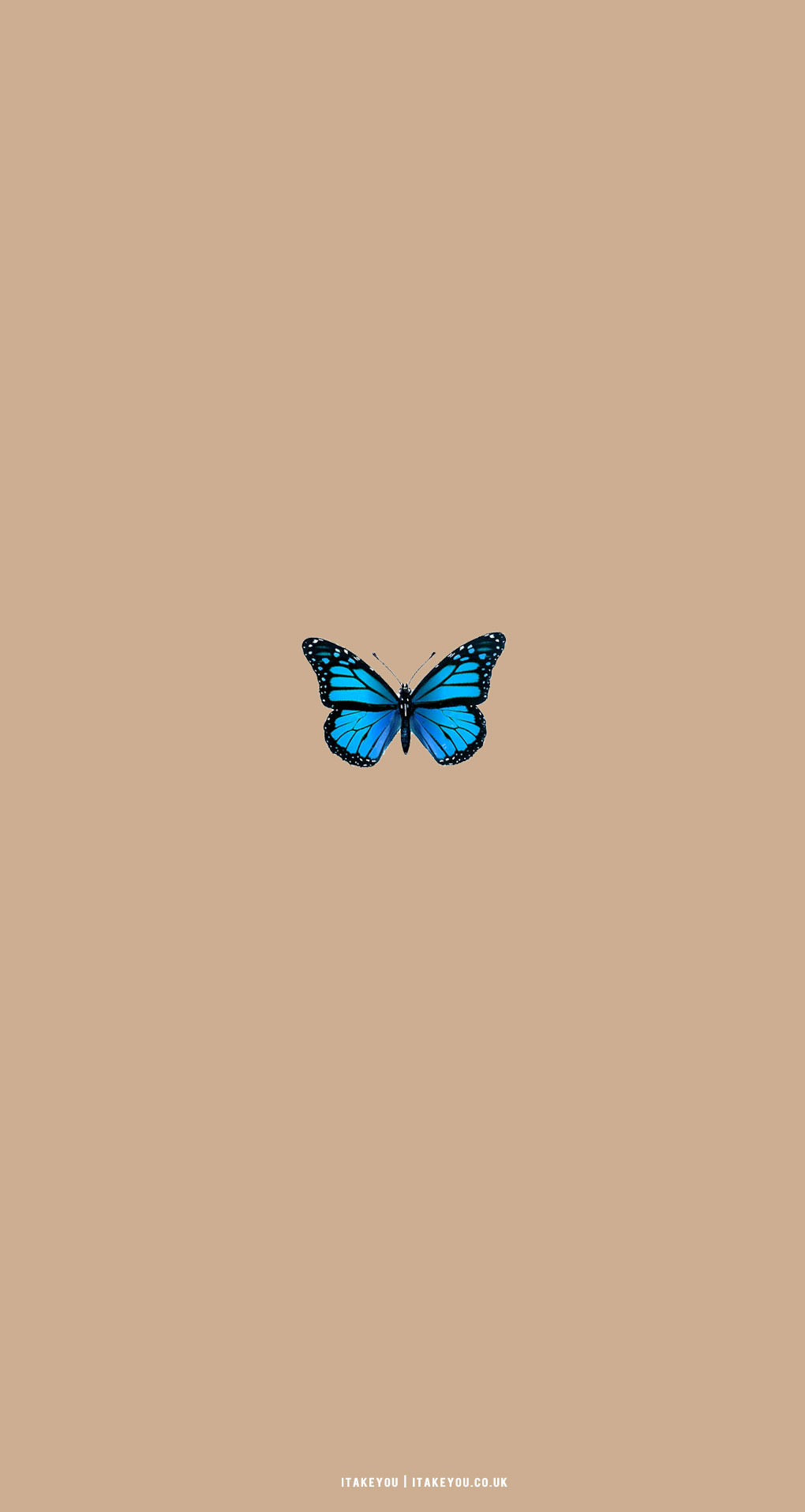 Free Butterfly Wallpaperfor Androidbutterflymobile Wallpaper