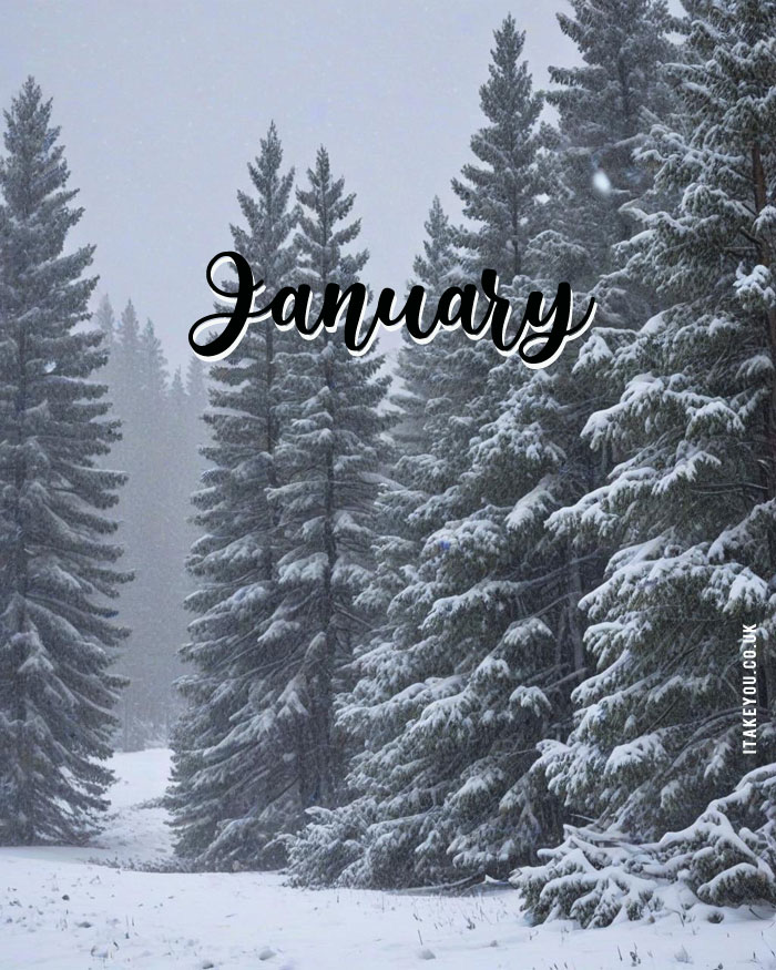 10 Beautiful January Wallpapers for a Winter Wonderland : Forest Frost January Wallpaper